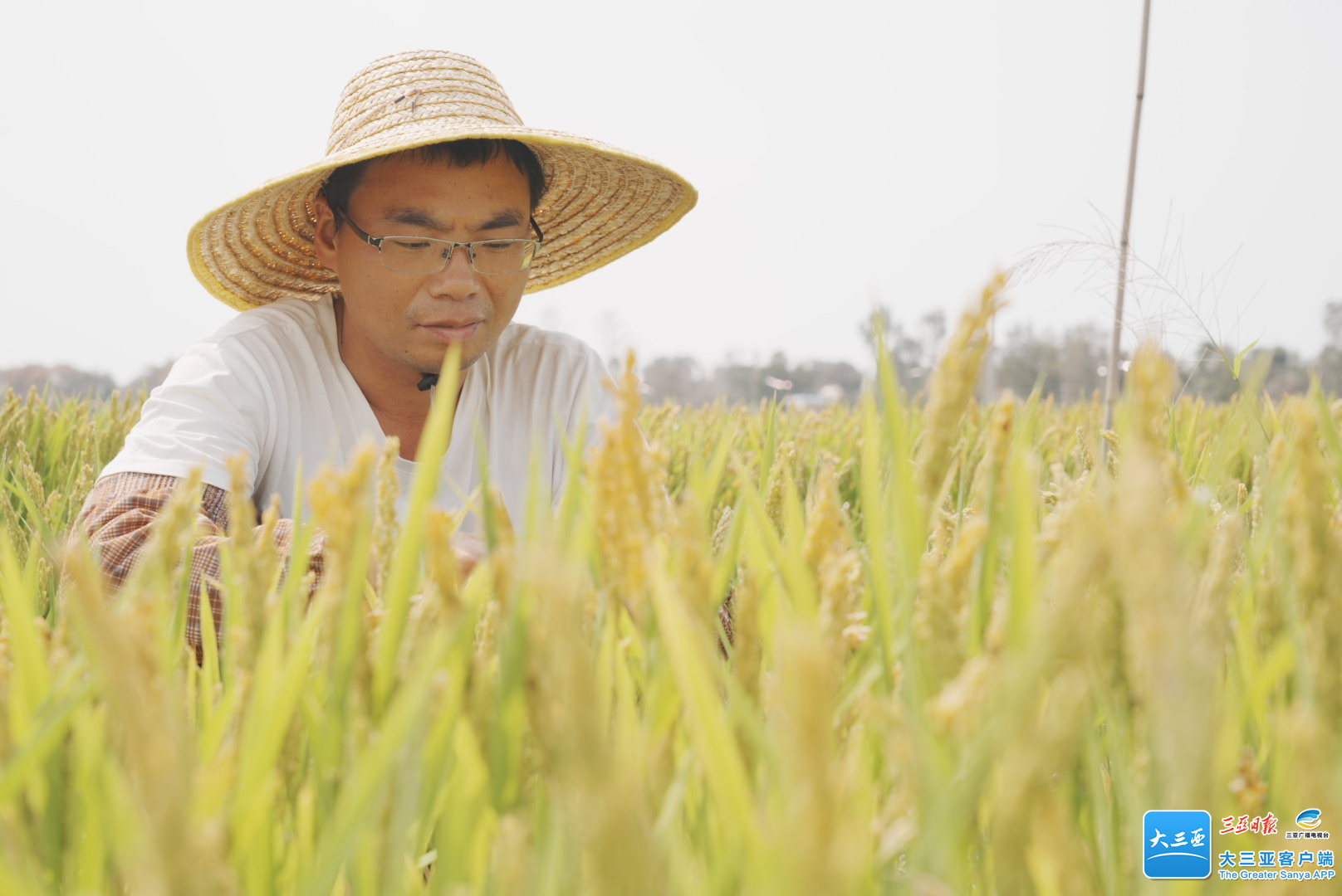 三亚日报300多份海水稻小品种新材料在三亚收割